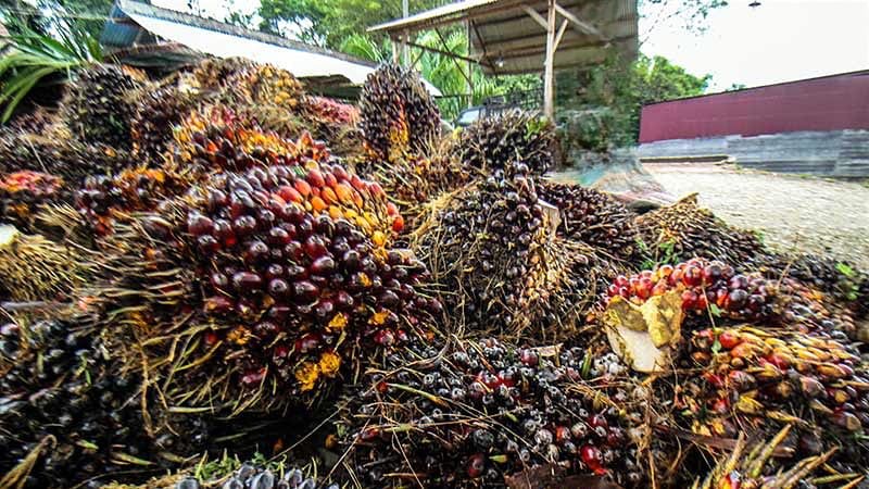 Pertengahan Juni Harga Tbs Kelapa Sawit Turun