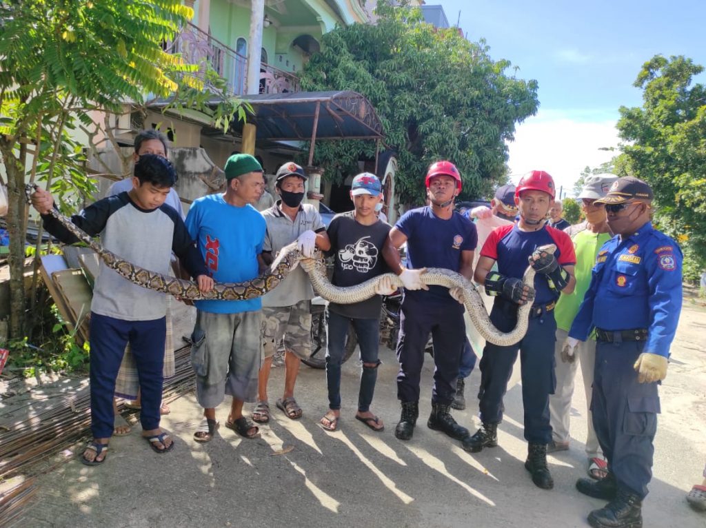 Disdamkartan Evakuasi Ular Phyton dari Dalam Rumah Warga