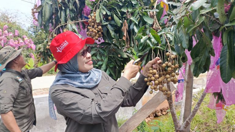 Lengkeng Samboja Potensial Untuk Suplai Kaltim dan IKN