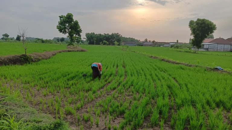 Ribuan Hektare Sawah di Lamongan dan Gresik Terancam Gagal Panen