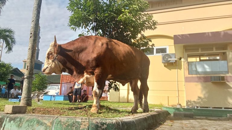 Terima Sapi Banpres, Islamic Center Samarinda Siap Bagi 1.500 Kupon