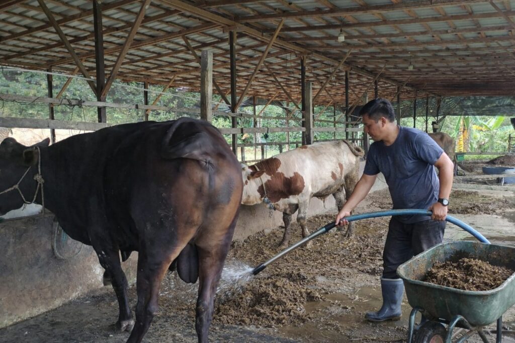 Telaten Sejak Pagi, Kunci Perawatan Sapi Limosin Bernilai Tinggi di Wasna Farm Kukar