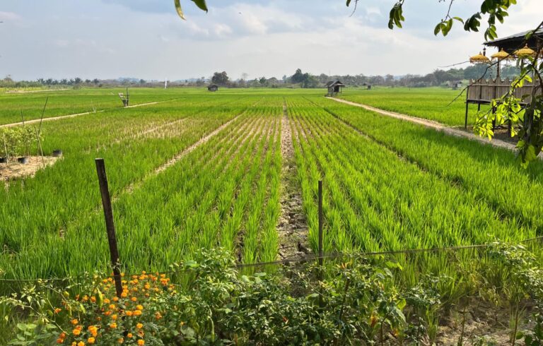 Sawah Betapus Dilanda Kekeringan, Petani Khawatir Hasil Panen Anjlok