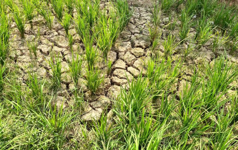 Kekeringan Sawah