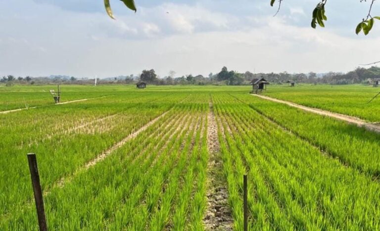 El Nino Diprediksi Bertahan hingga 2027, Kaltim Terancam Kekeringan dan Gangguan Pangan