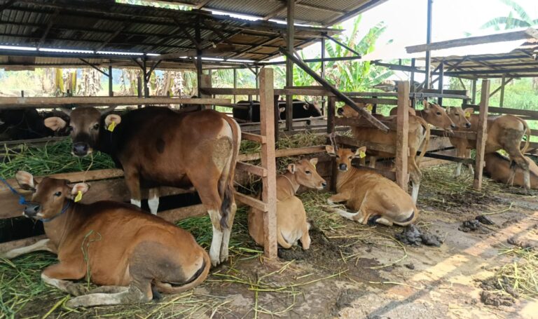 Kemarau Ganggu Ketersediaan Pakan, Peternak Sapi di Kaltim Perlu Siapkan Silase