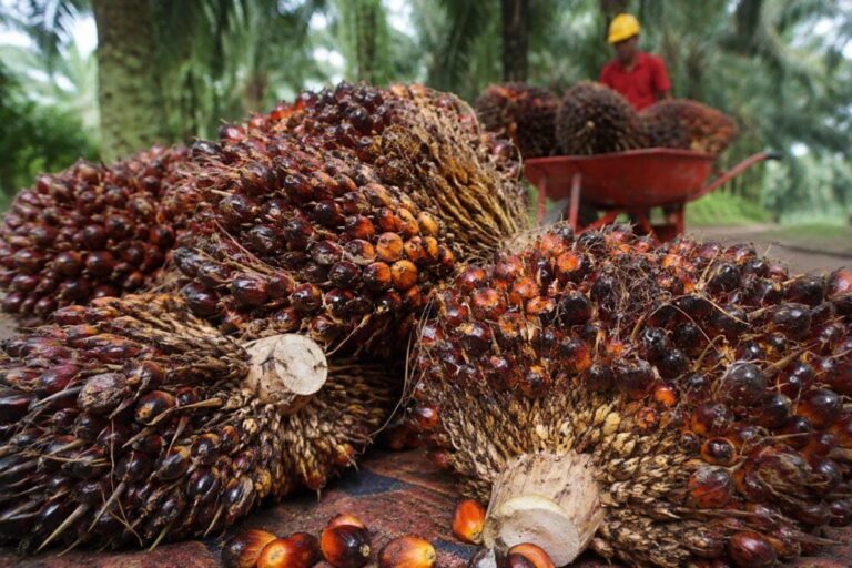Harga TBS Sawit Kaltim Menguat, Dinas Perkebunan Ingatkan Petani Soal Tengkulak